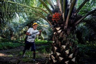 Di Sulawesi, Petani Minta Perusahaan Patuh pada Harga Sawit yang Ditetapkan Pemerintah