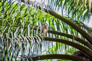 Ini Cara Alami Menghadapi Serangan Tikus di Kebun Sawit