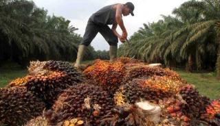 Naik Rp44,33/Kg,  Sawit Swadaya di Riau Dibandrol Segini