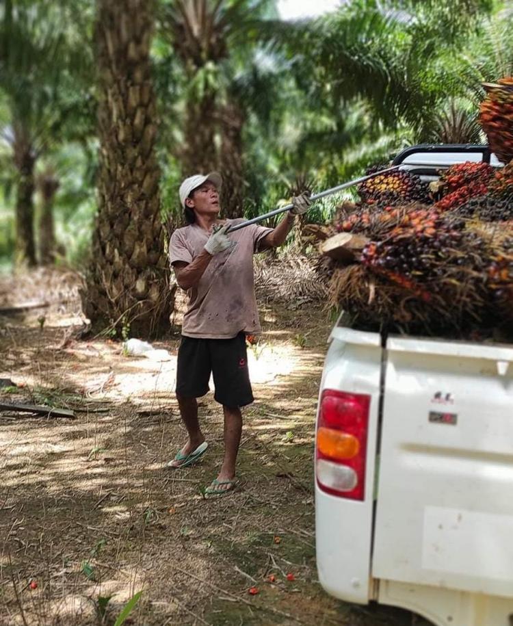 Positif, Langkah Petani Sawit di Bengkulu Bermitra dengan Perusahaan