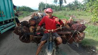 Harga Sawit Swadaya di Riau Naik Tipis, Dibandrol Segini