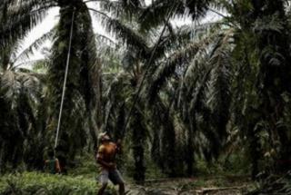 Petani Sawit Sijunjung Cemas Kalau Musim Kemarau Makin Panjang